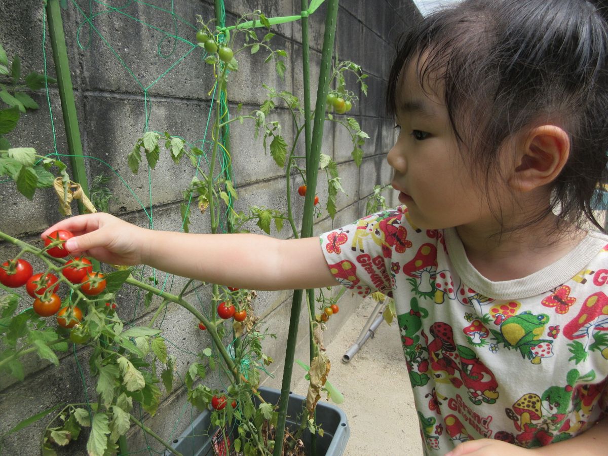 育てたミニトマトを収穫する子ども